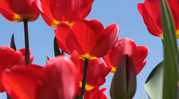 Live your spring in Italy from only 30 euro per person!