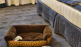 2 single beds, superior room