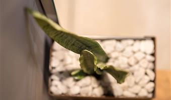 1 cama de matrimonio grande, habitación comodidad, vista interior