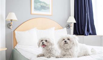 1 letto matrimoniale, camere non fumatori, camera standard, camera 